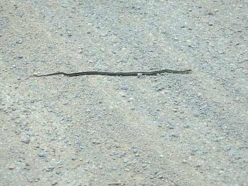 GDMBR: It is a Garter Snake, just enjoying the warm morning sun.